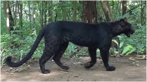 photo of panther